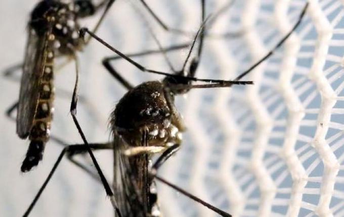 SC tem mais de 70 mil casos de dengue e atinge maior número em três anos