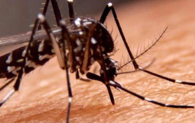 SC aguarda resposta do Ministério da Saúde para ampliar a vacinação da dengue