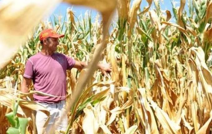 Estimativa de perdas na agricultura e pecuária no RS por causa da estiagem passa de R$ 12 bilhões