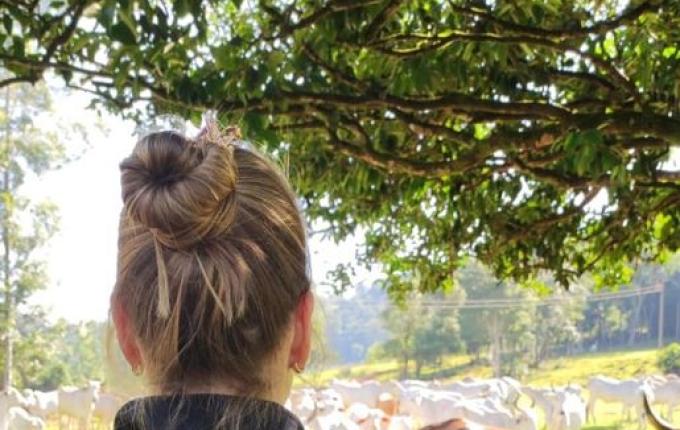 Drone ajuda Polícia Civil e CIDASC a recuperar boi furtado em Descanso