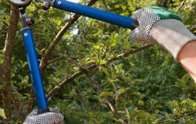 Belmonte programa nova recolha de galhos na cidade