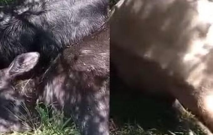 Mais de 25 vacas e bezerros morrem após serem atingidos por raio em SC