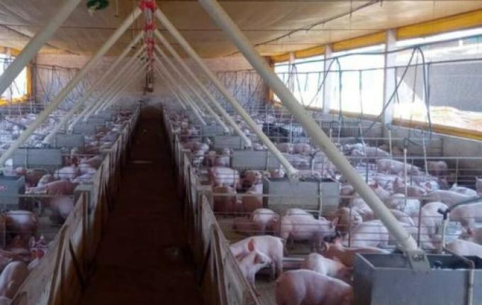 Estoque de carne suína prejudica produtores em SC