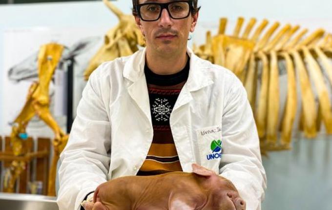 Porco nasce com dois corpos e uma cabeça em São Miguel do Oeste; vídeo