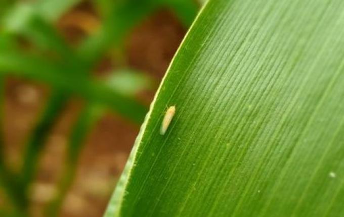 Cigarrinha-do-milho infectada preocupa produtores no Extremo Oeste