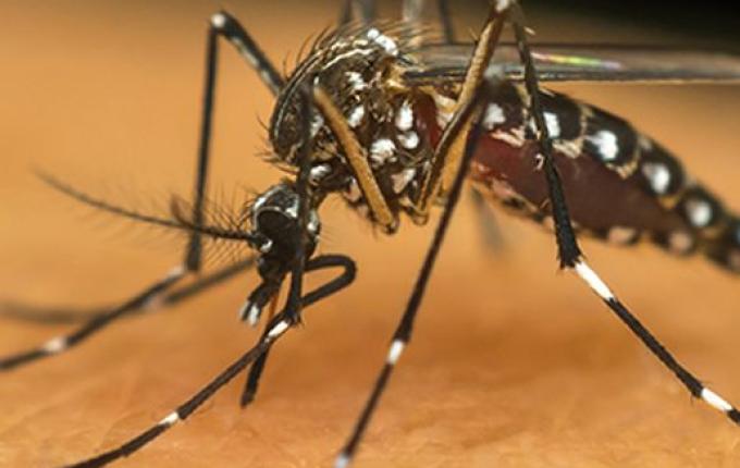 Mondai terá ações de combate à dengue neste sábado