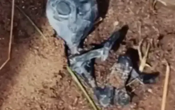 Moradores avistam supostos ‘bebês alienígenas’ correndo pelas ruas após pouso de OVNI