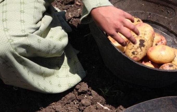 SC já teve mais de 800 denúncias de trabalho infantil nos primeiros meses de 2025, diz MPT