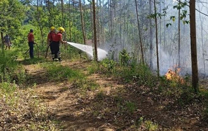 Incêndio de grandes proporções atinge plantação de eucalipto no interior