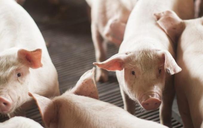 SC exporta 68 mil toneladas de carne suína em outubro, um dos melhores resultados desde 1997