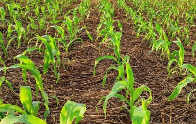 Técnico enfatiza cuidados com pragas e ervas daninhas durante o período de plantio de milho