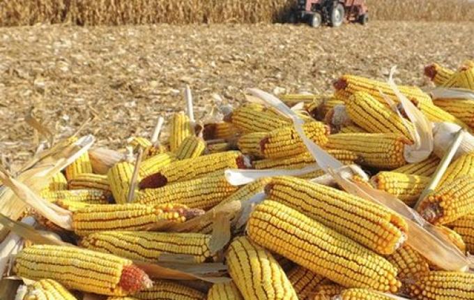 Colheita do milho começa no Extremo Oeste com produtividade entre 125 e 220 sacas por hectare