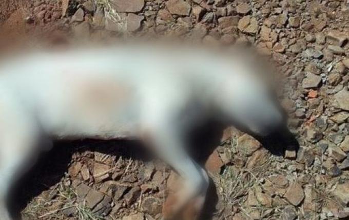 Cachorro é achado morto com quatro perfurações em São José do Cedro