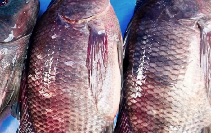 Vigilância Sanitária reforça cuidados na compra de alimentos durante a semana santa