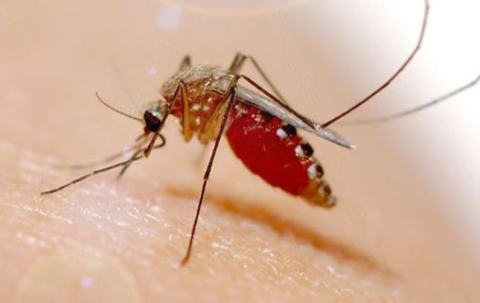 Febre Oropouche pode ter causado microcefalia em bebê, diz Ministério da Saúde