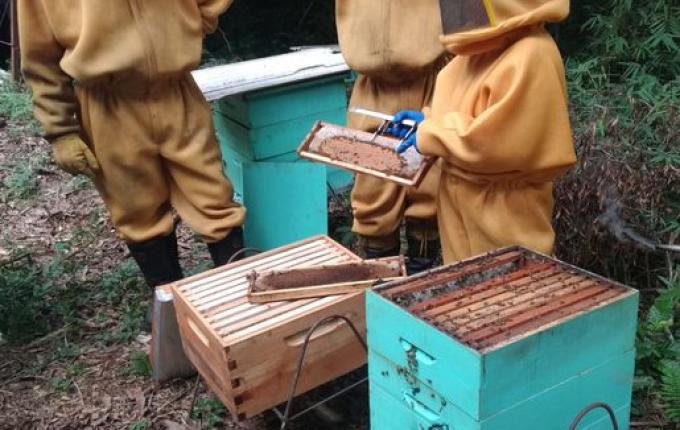 Iporã do Oeste ainda não teve morte de abelhas por intoxicação neste ano