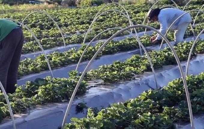 Senado vota liberação de R$ 1,2 bilhão para agricultores atingidos pela seca
