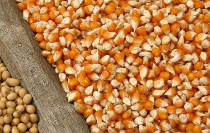 SC aumenta em 25% produção de milho para grão; soja sofre com problemas