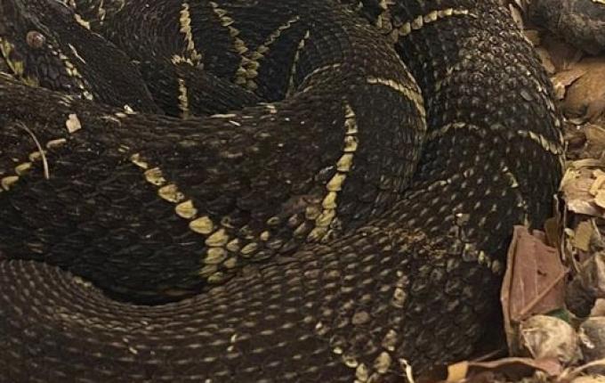 Agricultor de Tunápolis encontra serpente considerada a segunda espécie mais peçonhenta do Brasil