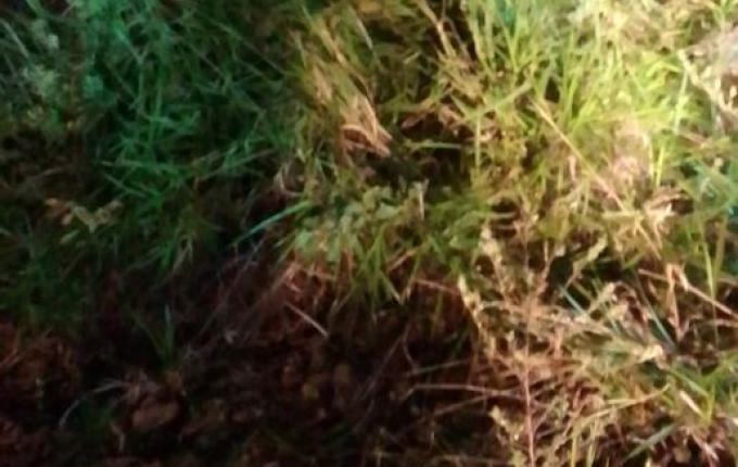 Motorista fica gravemente ferido após capotamento na BR-282 em São Miguel do Oeste