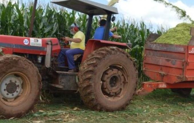 Região Extremo-Oeste registra queda na produção de milho para silagem