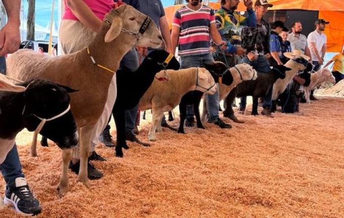 ExpoCedro 2025: apresentação de raças de ovinos e caprinos destaca excelência genética