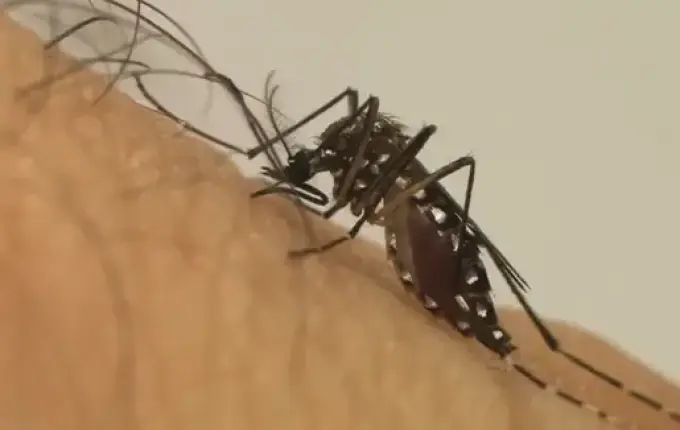 Estado chega a 132 mil casos de Dengue e secretaria alerta para vacinação