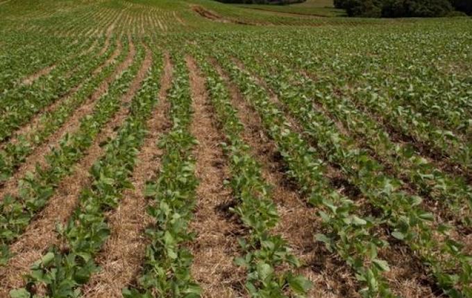 Ministério estende calendário de plantio da soja em Santa Catarina
