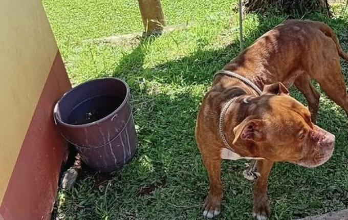 Bombeiros capturam cão agressivo em SMO e aguardam tutor aparecer