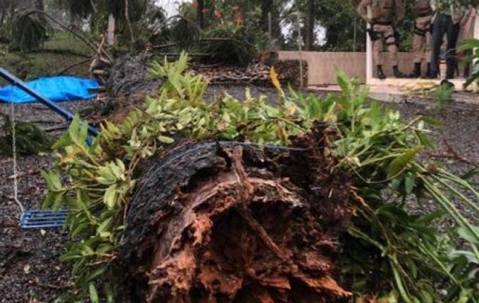 Idosa morre atingida por araucária em Chapecó