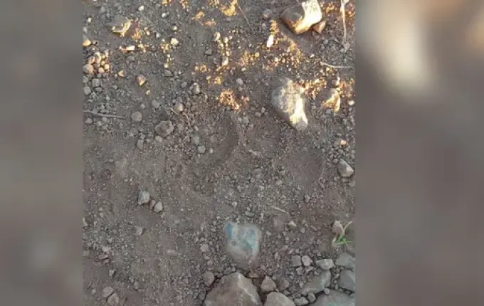 Morador suspeita de ataque de onça em Paraíso, mas PMA descarta indícios de grande felino