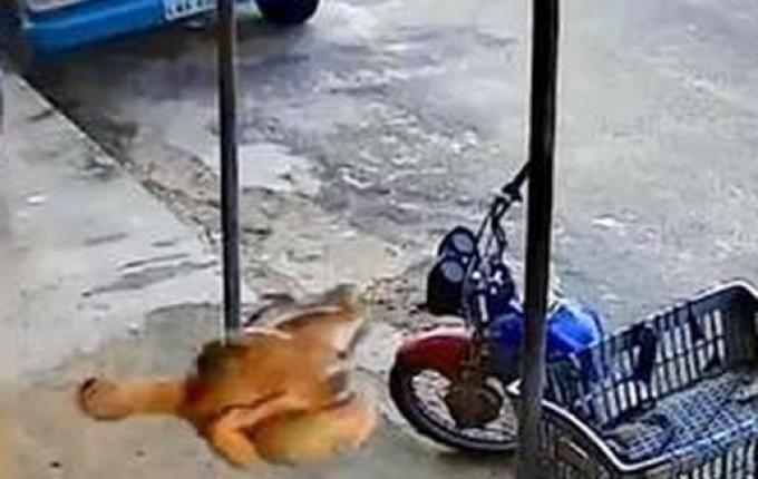 Vídeo: homem reage a assalto e atira frango assado em ladrão no Ceará