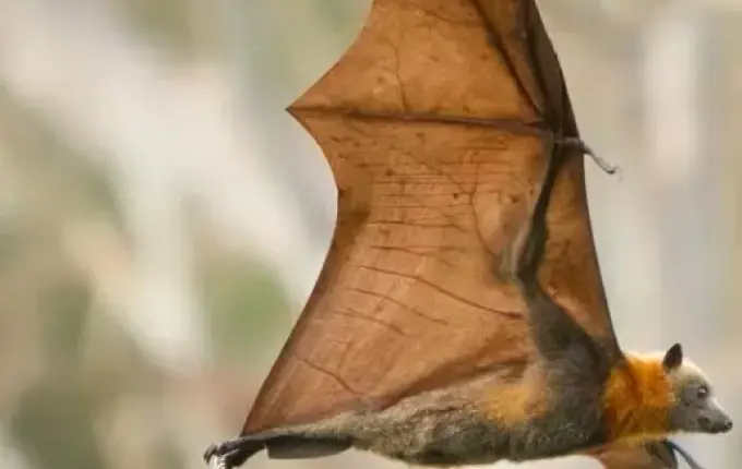 Menino de 5 anos morre de raiva humana, no 3º caso confirmado em MG