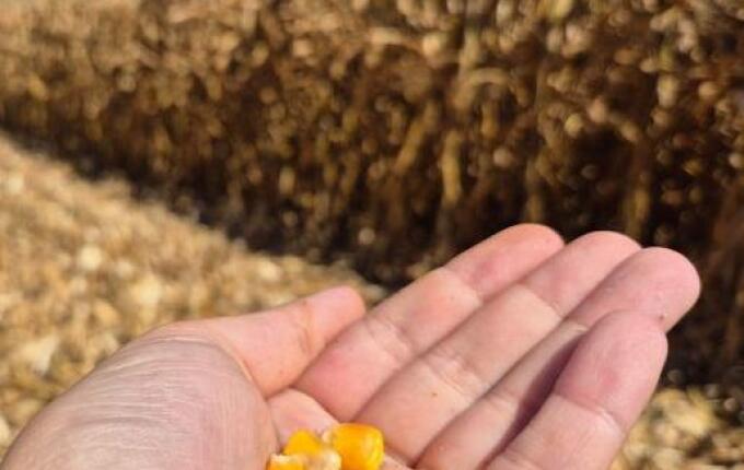 Produtividade do milho cresce 35% em 10 anos no Extremo Oeste