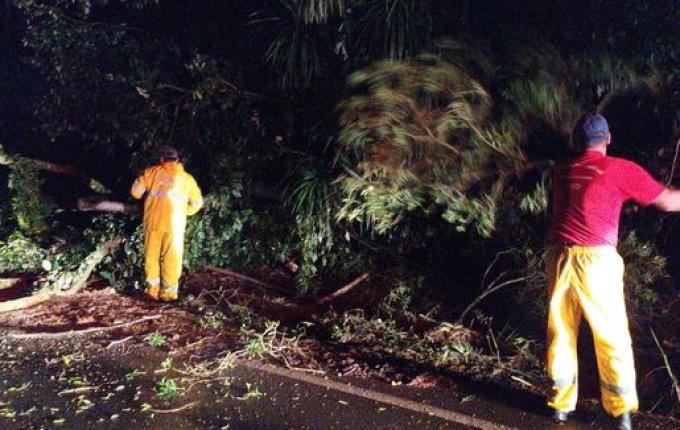 Vento forte derruba árvore e tranca rodovia