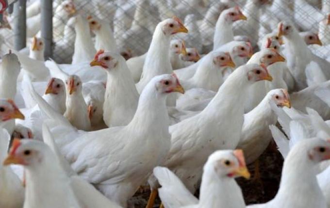 Santa Catarina bate recorde e exporta 2 milhões de toneladas de carne em 2025