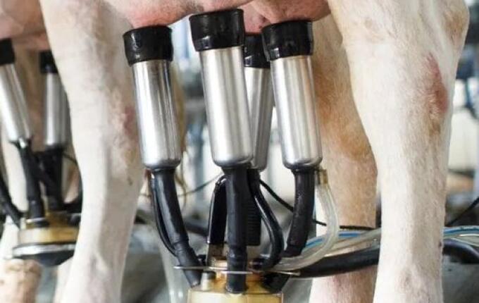 Trabalhador morre após sofrer choque elétrico em sala de ordenha em Quilombo