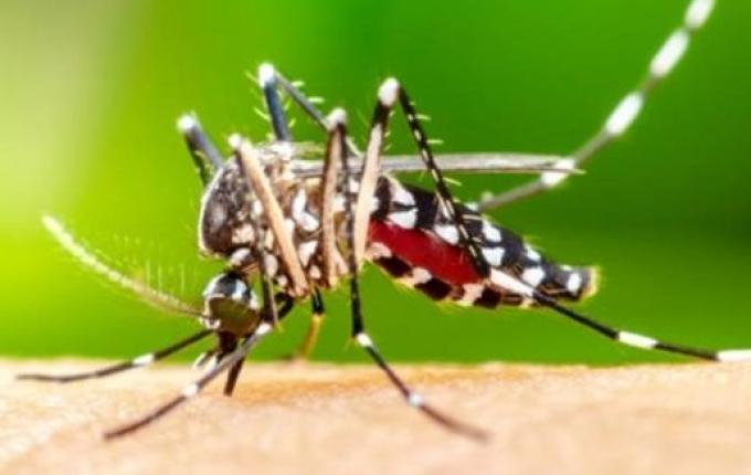 Santa Catarina registra mais de 360 mil casos de dengue em 2024