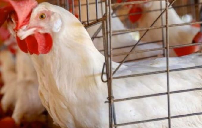 China suspende proibição de importação de carne de frango do Brasil