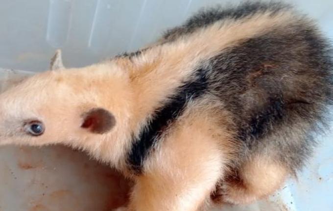 Bombeiros capturam tamanduá Mirim em Itapiranga