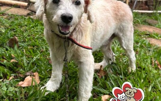 ONG Amigo Bicho abre campanha por novos voluntários em São Miguel do Oeste