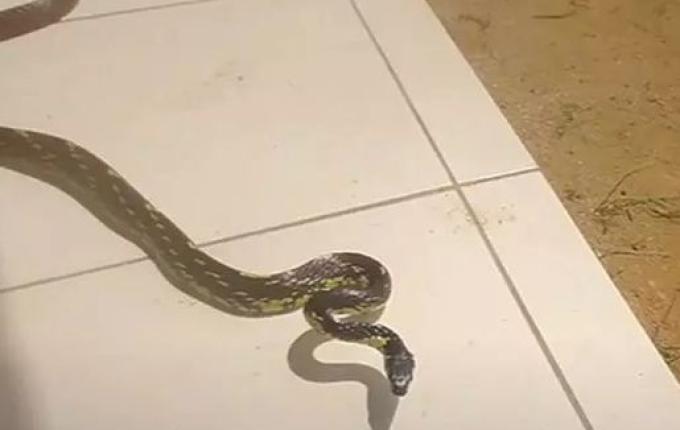 Homem dá de cara com cobra ‘mais rápida do Brasil’; confira o vídeo