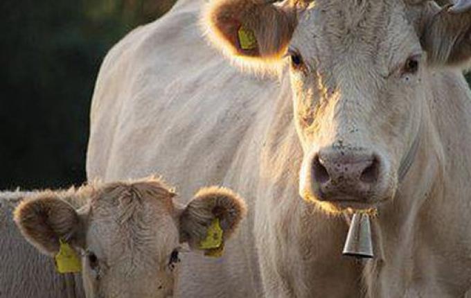 Fazendeiros caem em golpe e perdem R$ 41,3 mil em negócio de compra de gado em Anchieta