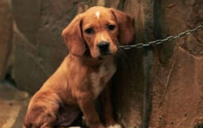 Alesc aprova projeto que prevê perda da guarda de animais vítimas de maus-tratos