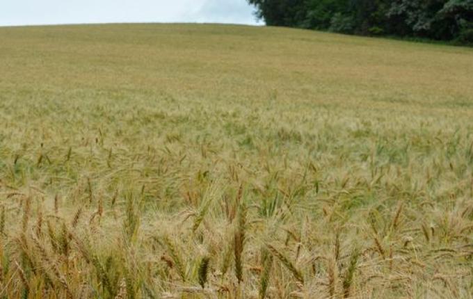 Previsão de safra de grãos é 310,6 milhões de toneladas, diz Conab