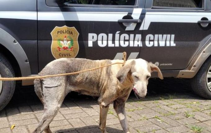 Polícia resgata cadela em situação precária e apreende armas em Mondaí