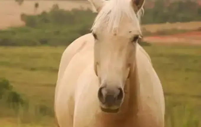 Homem entrega égua do filho para pagar dívida de R$ 700 em boate