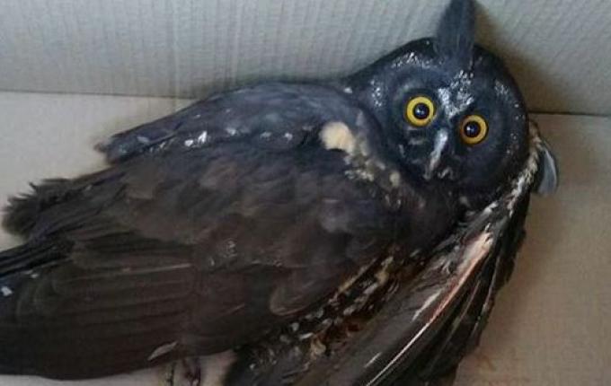 Coruja é resgatada em Palma Sola para ser devolvida à natureza