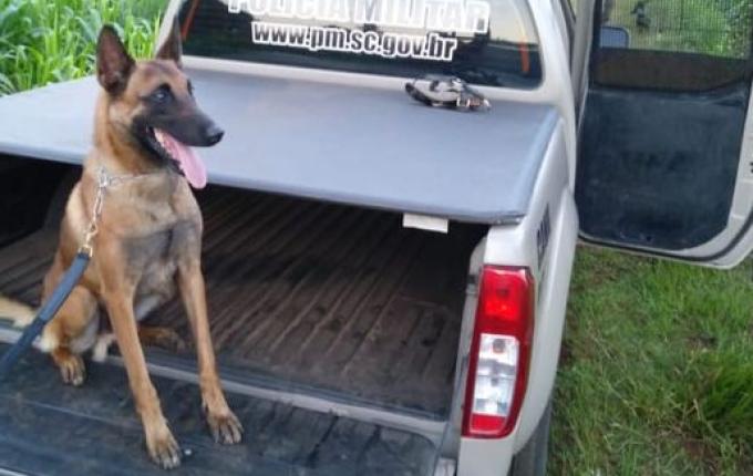 Após dez anos de serviço, cão policial Thor se aposenta em São Miguel do Oeste