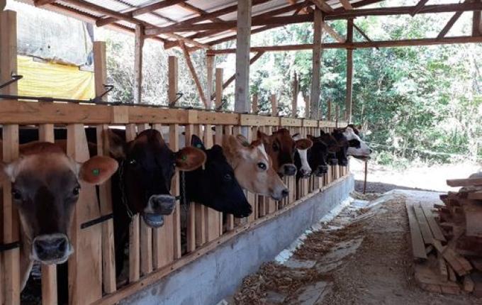 Cidasc amplia prazo para apresentação de exames de brucelose e tuberculose